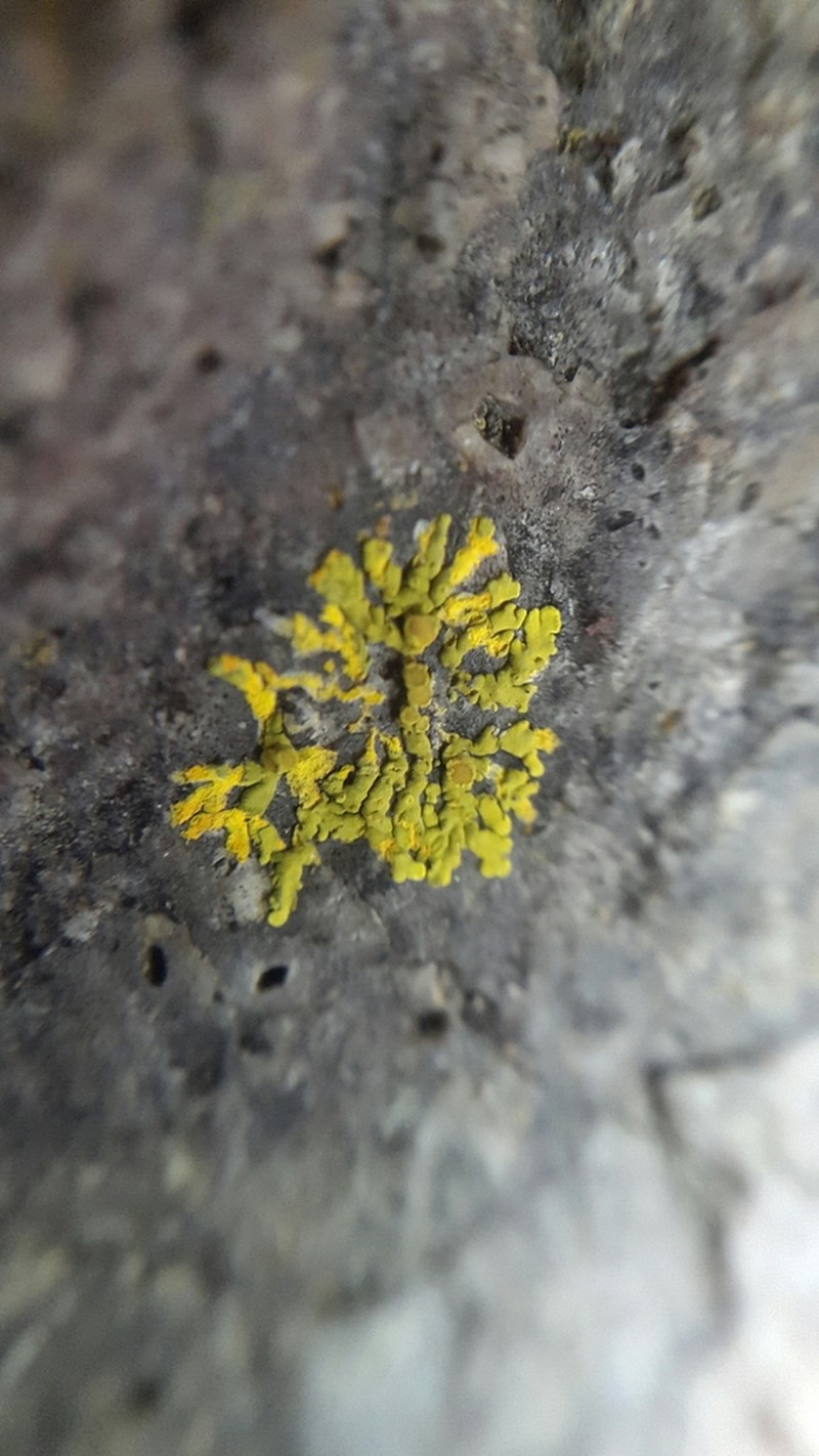 Mexican Candelina Lichen photo 2
