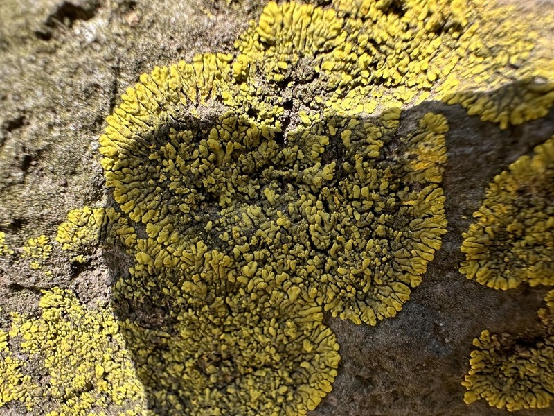 Mexican Candelina Lichen photo 3