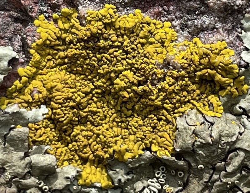Mexican Candelina Lichen photo 4