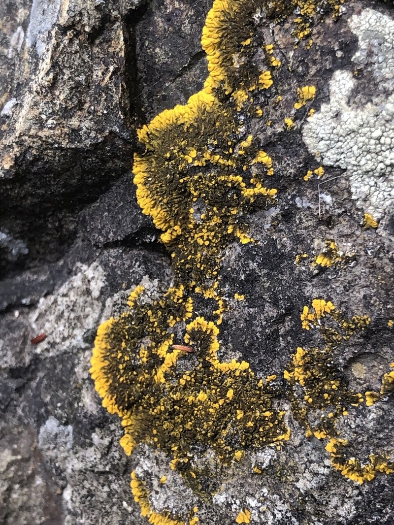 Mexican Candelina Lichen photo 5