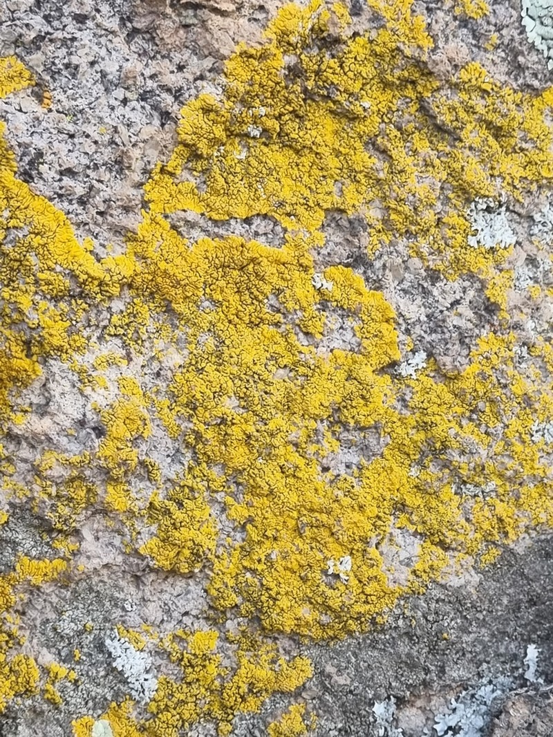 Mexican Candelina Lichen photo 6