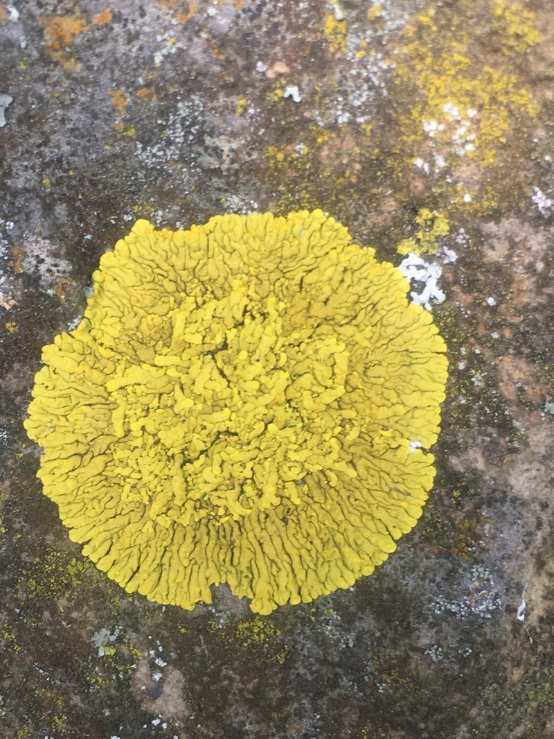 Mexican Candelina Lichen photo 7