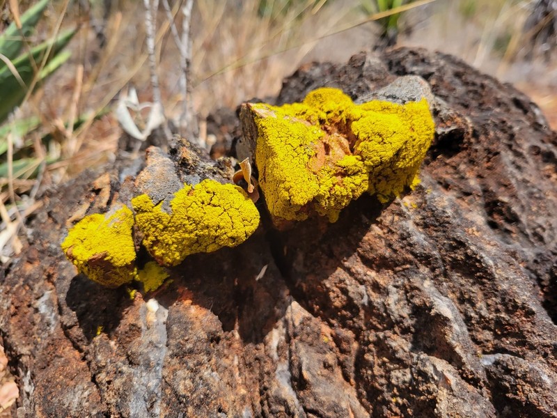 Mexican Candelina Lichen photo 8