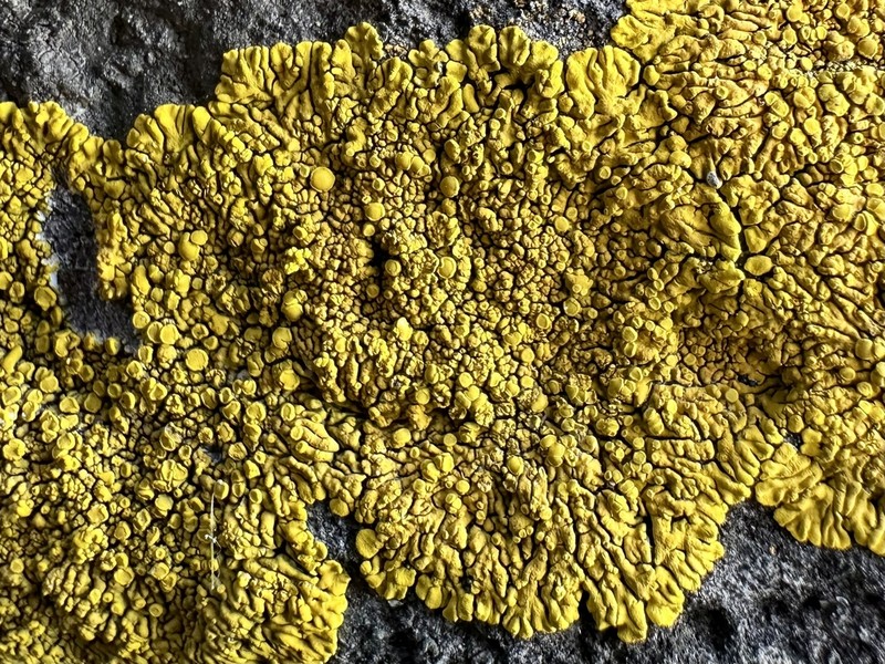 Candelina Lichen photo 2