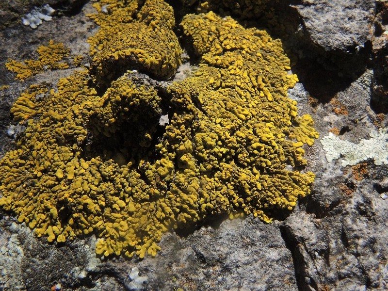 Candelina Lichen photo 3