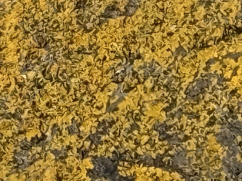 Candelina Lichen photo 4
