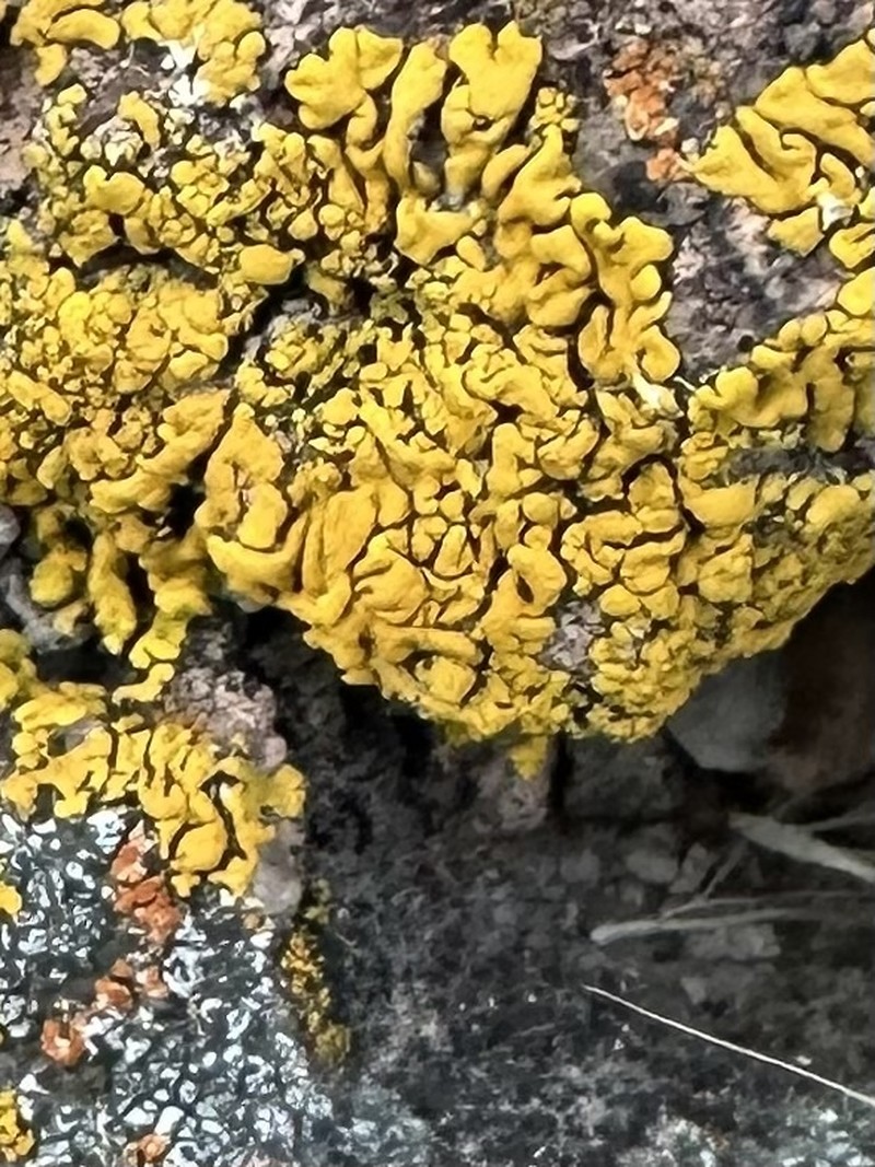 Candelina Lichen photo 5