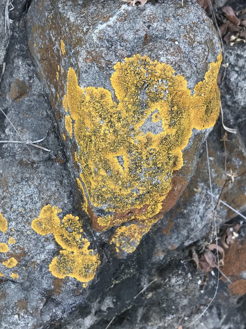 Candelina Lichen photo 6