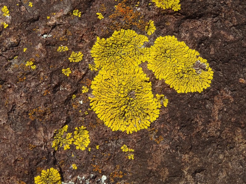 Candelina Lichen photo 7