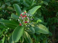 Wild Cinnamon