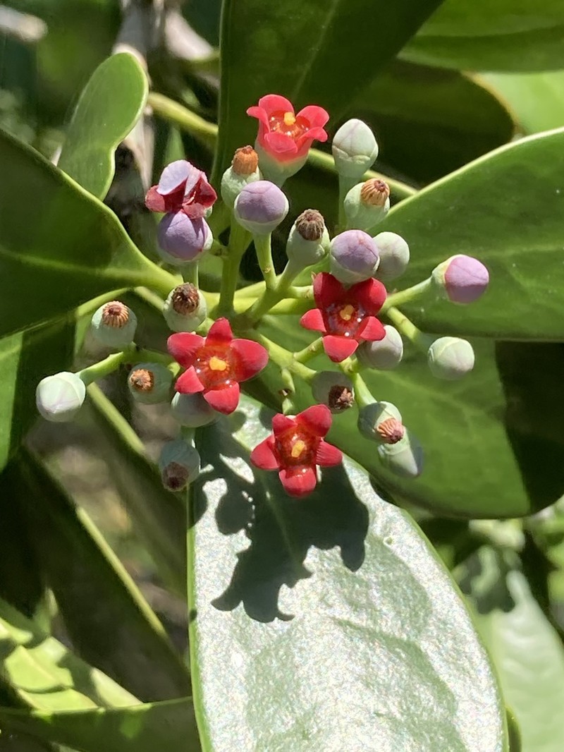 Wild Cinnamon photo 2