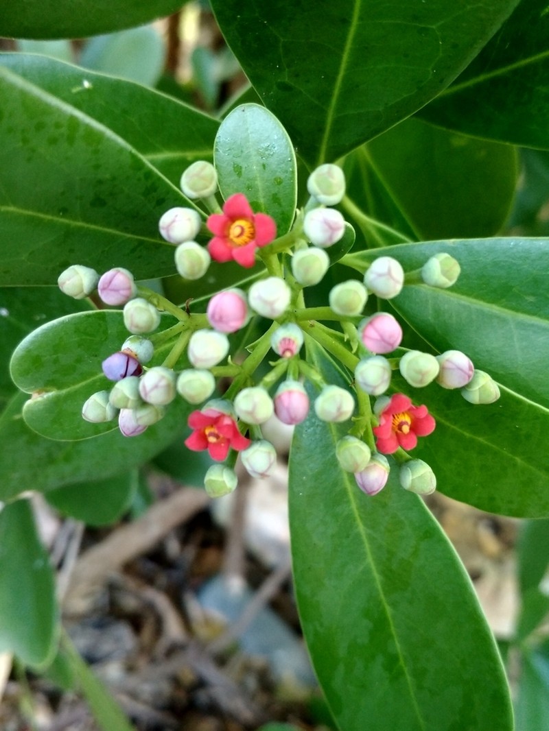 Wild Cinnamon photo 3