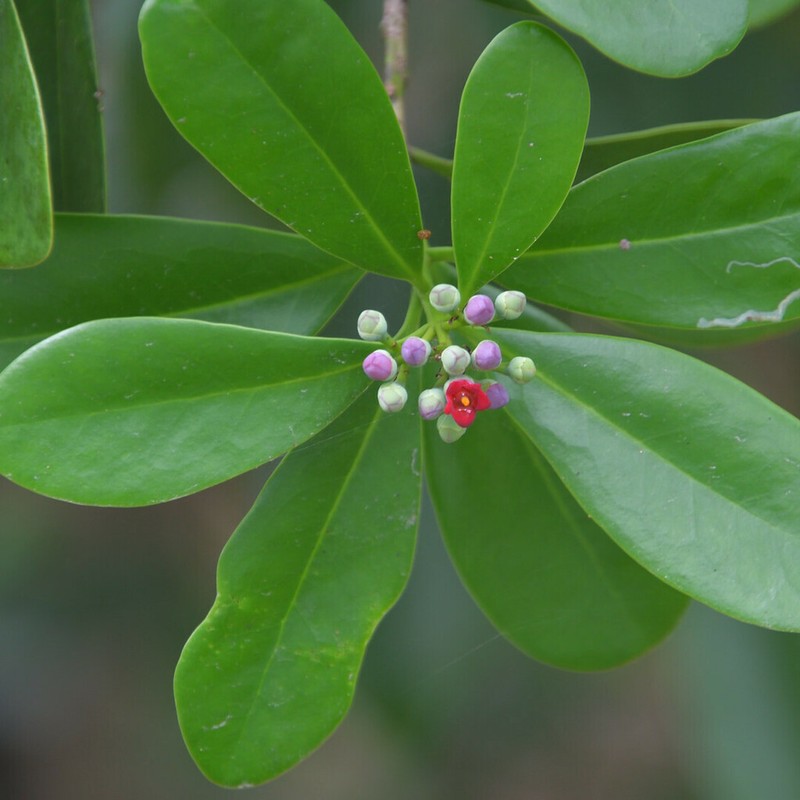 Wild Cinnamon photo 4