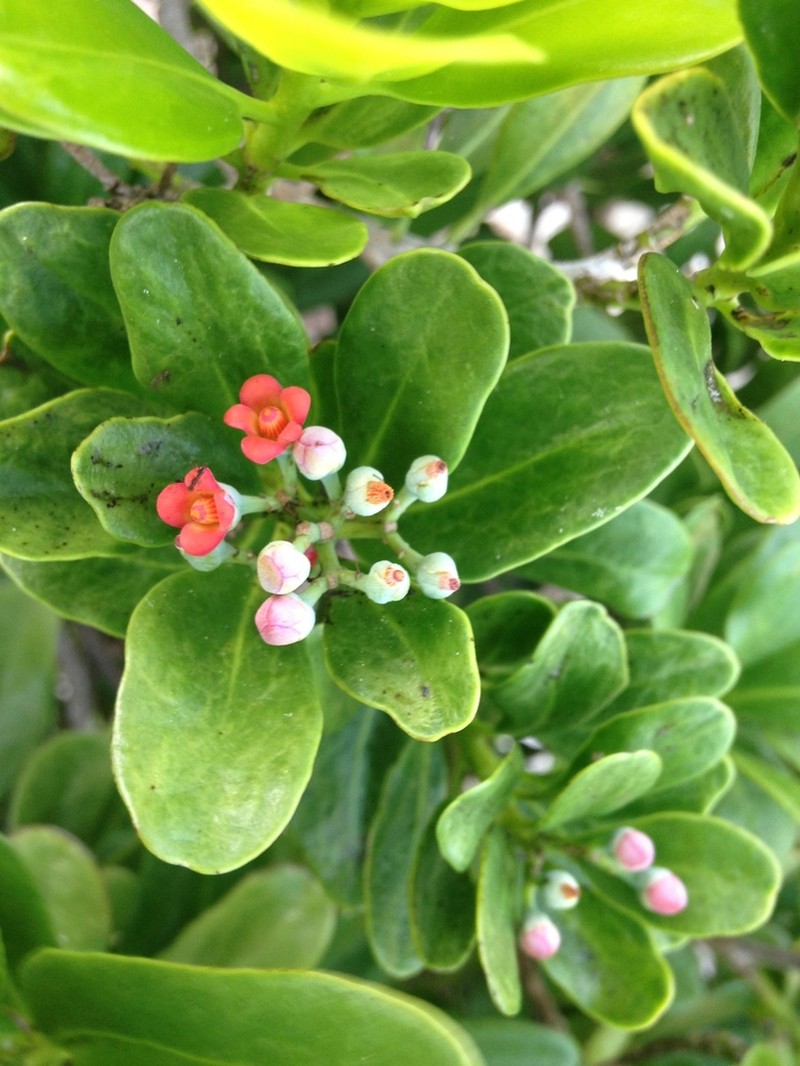 Wild Cinnamon photo 5