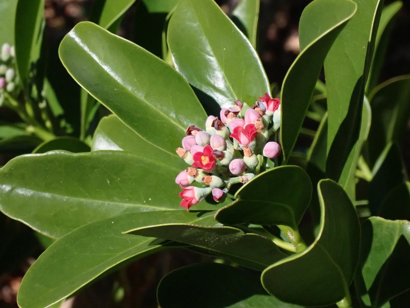 Wild Cinnamon photo 6