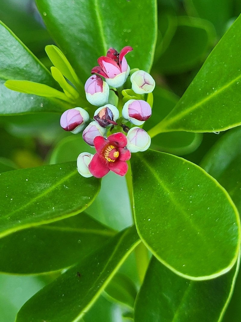 Wild Cinnamon photo 7