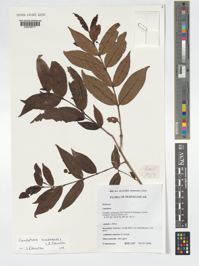 Canephora ambrensis