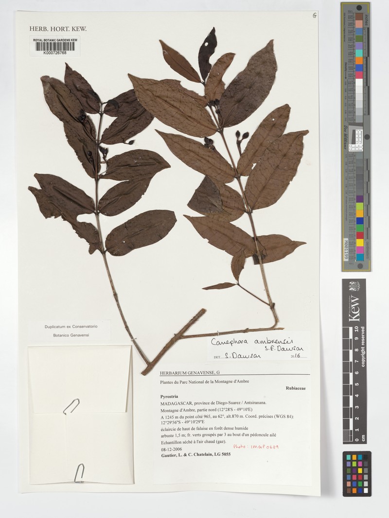 Canephora ambrensis photo 2