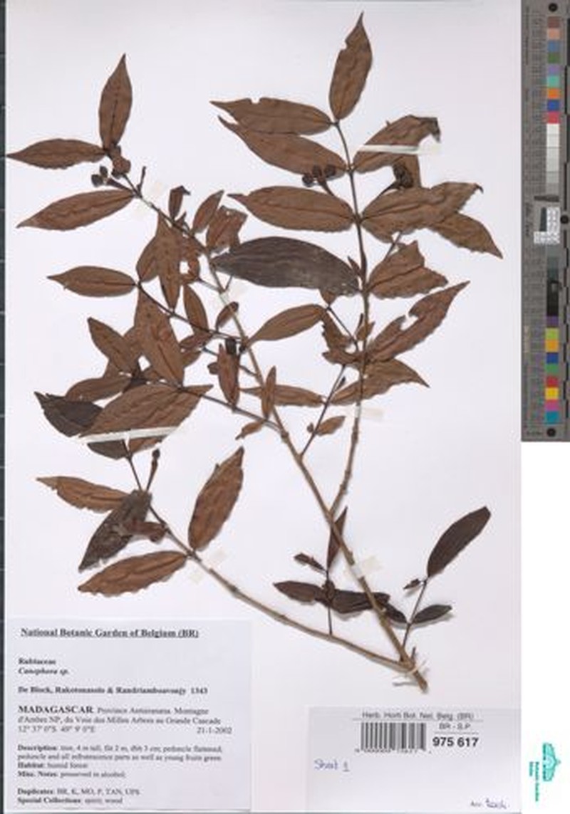 Canephora ambrensis photo 3