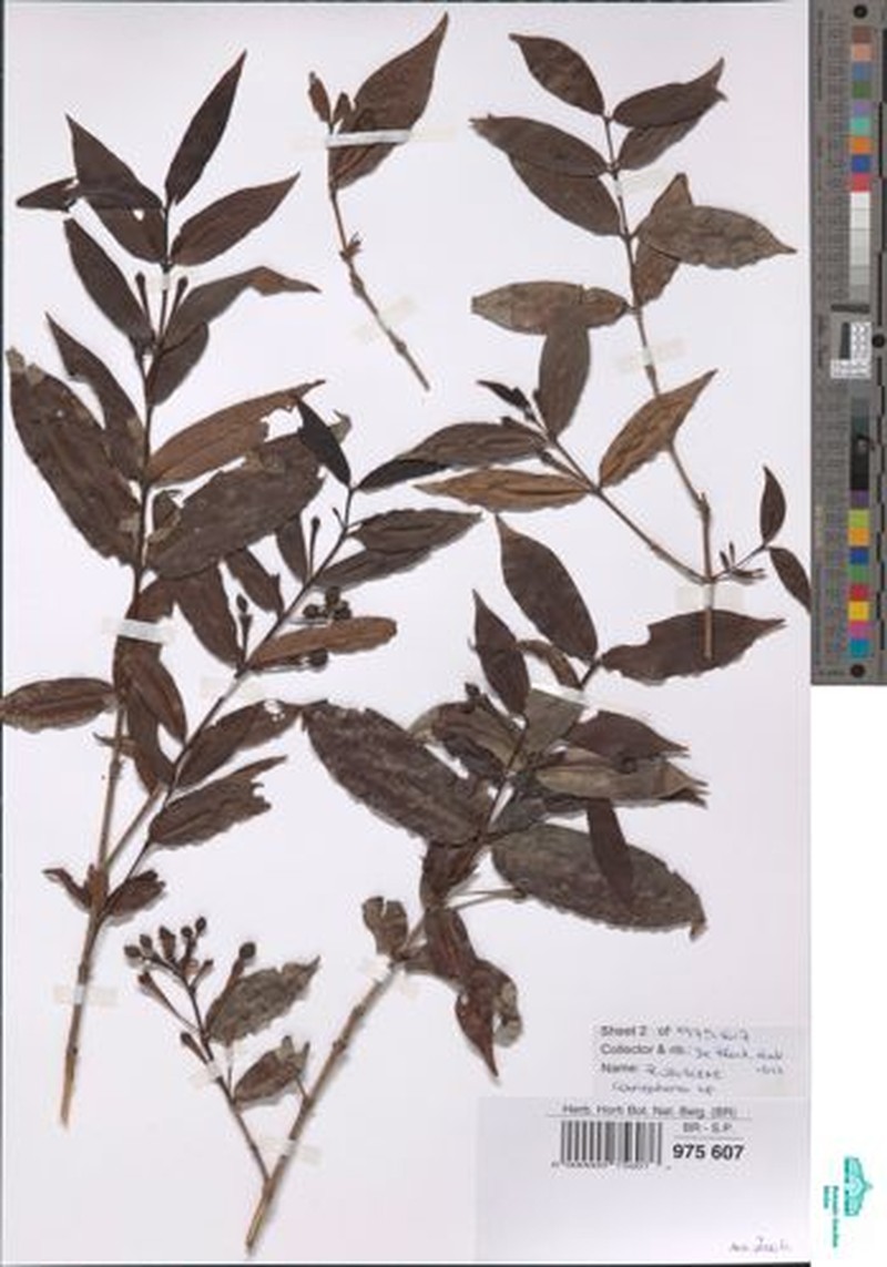 Canephora ambrensis photo 4
