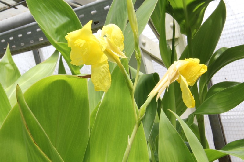 Bandanna Of The Everglades