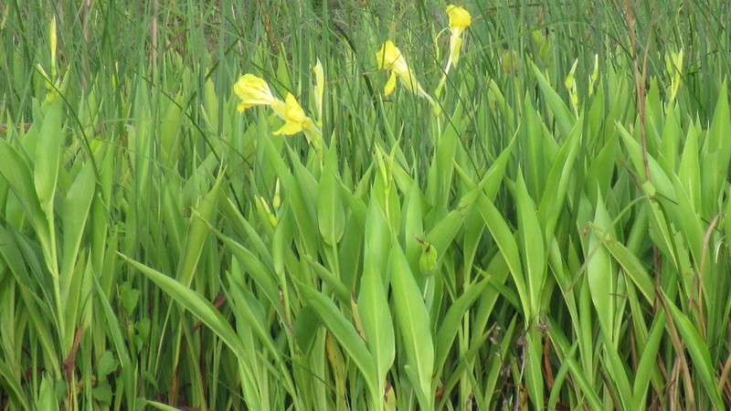 Bandanna Of The Everglades photo 3