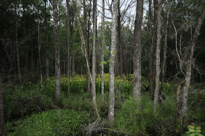 Bandanna Of The Everglades photo 5
