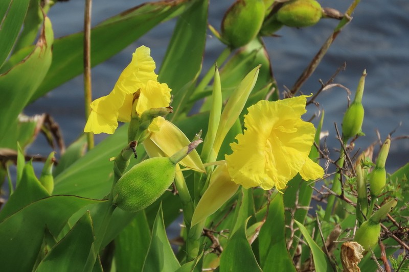 Bandanna Of The Everglades photo 7