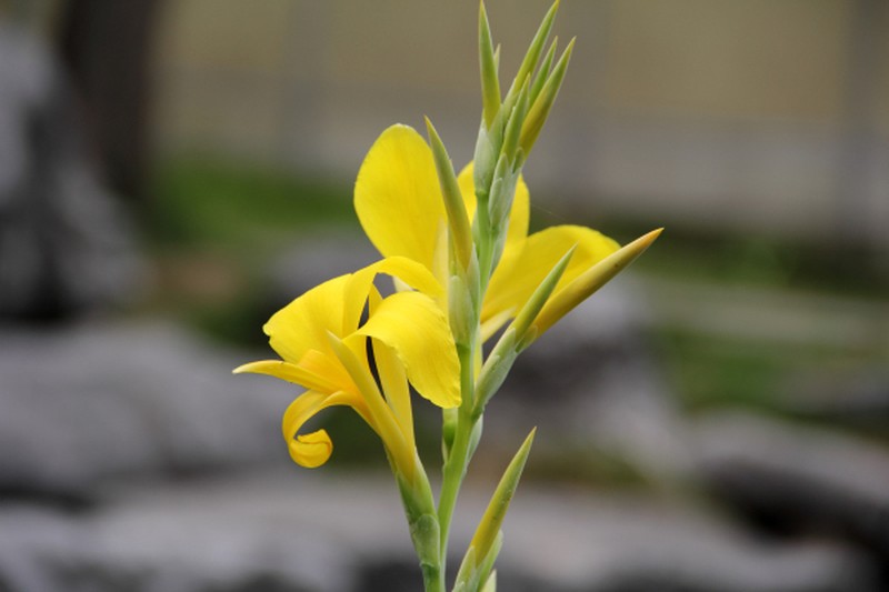 Maraca Amarilla photo 3