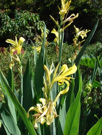Maraca Amarilla