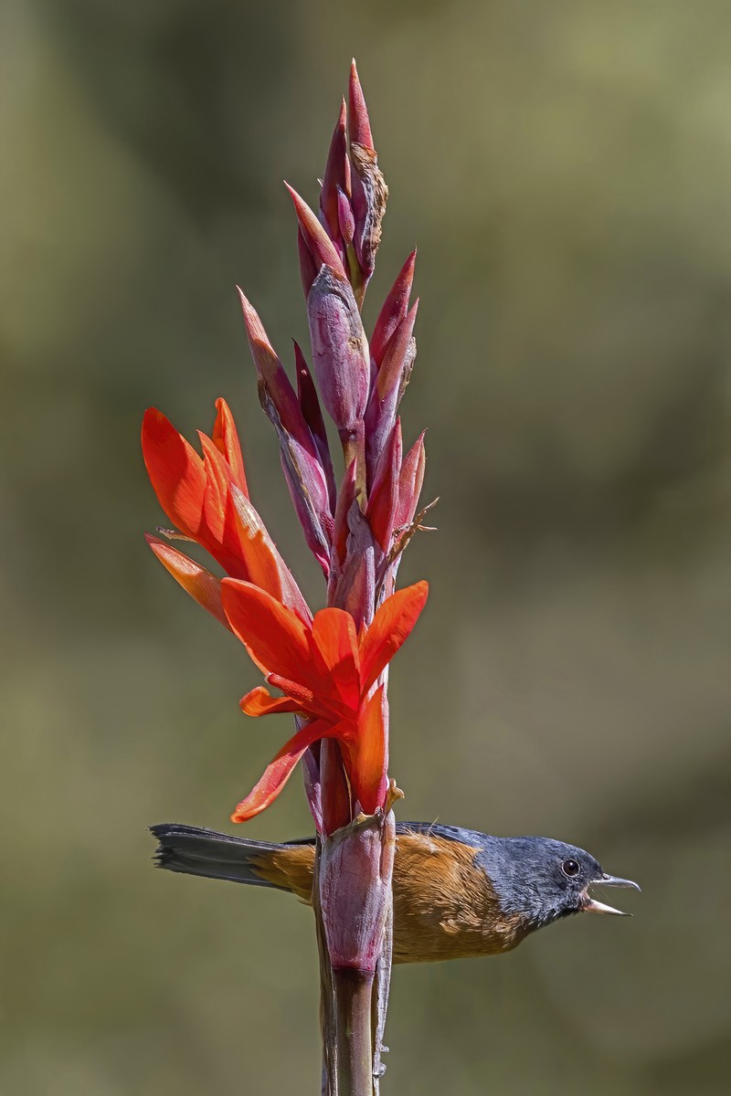 Canna lambertii
