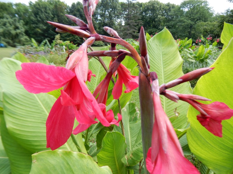 Iris-Flowered Canna photo 4