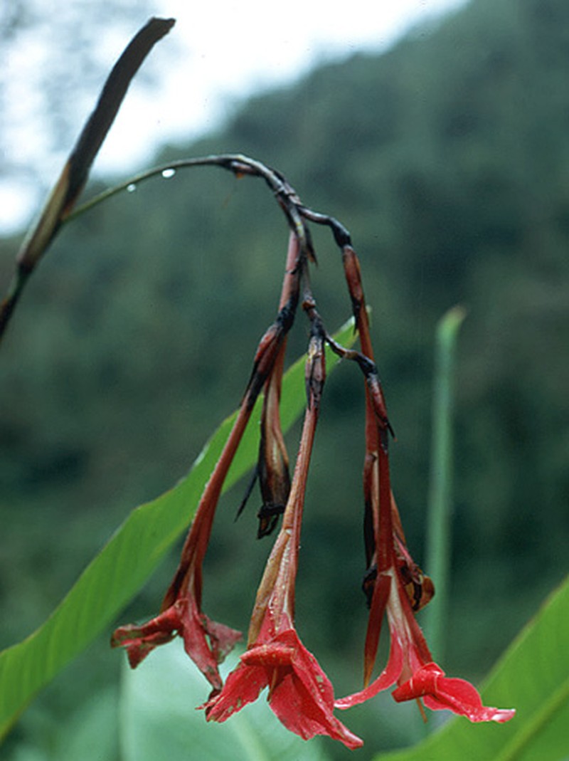 Iris-Flowered Canna