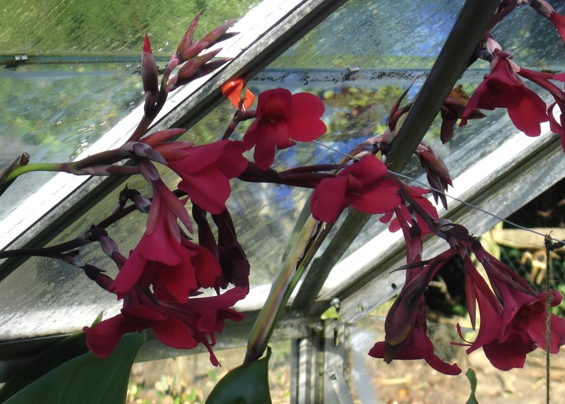 Iris-Flowered Canna photo 2