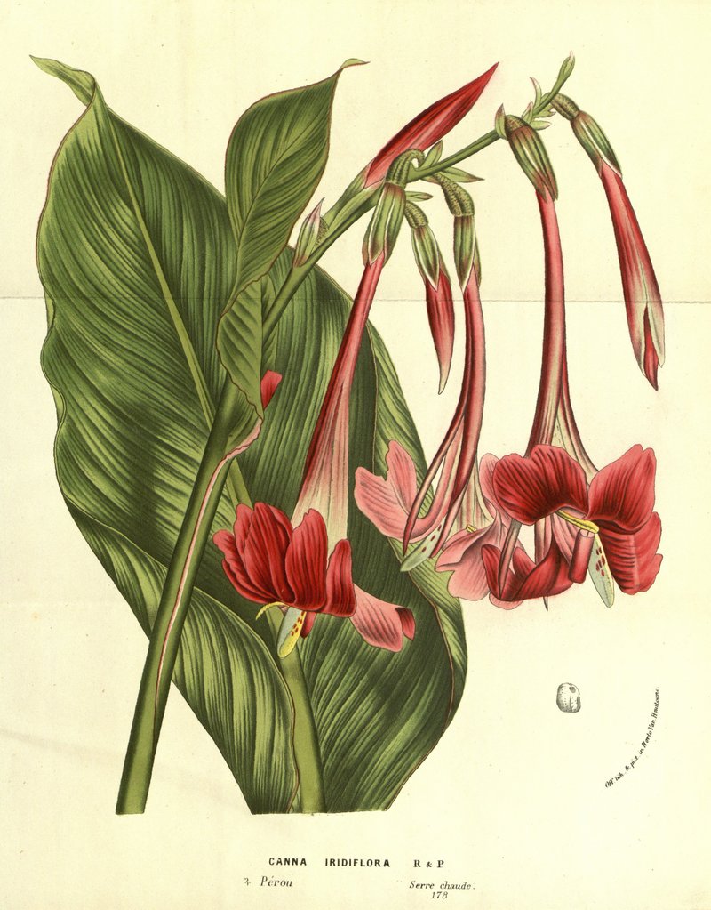 Iris-Flowered Canna photo 5