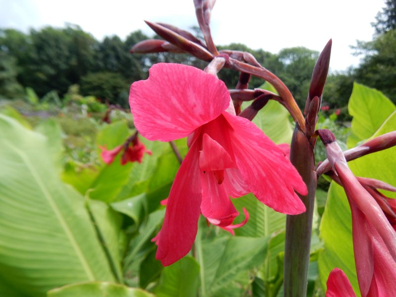 Iris-Flowered Canna photo 6