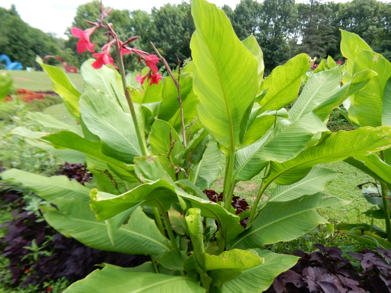 Iris-Flowered Canna photo 7