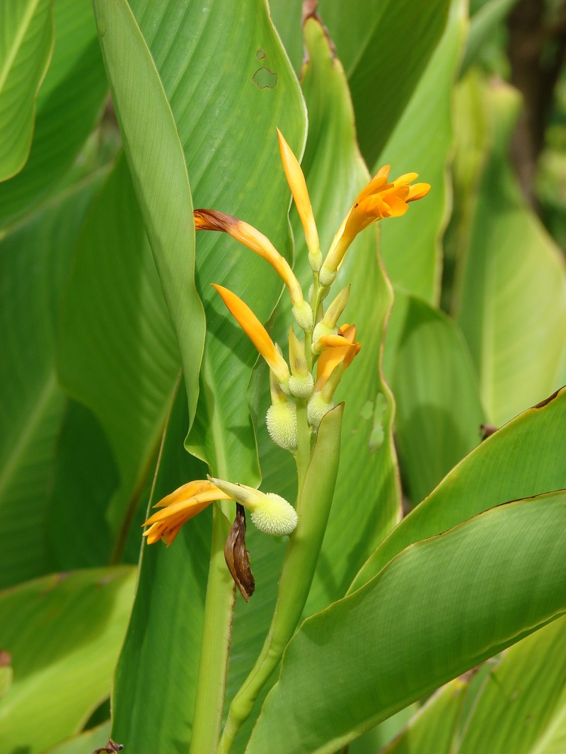 Caribbean Canna