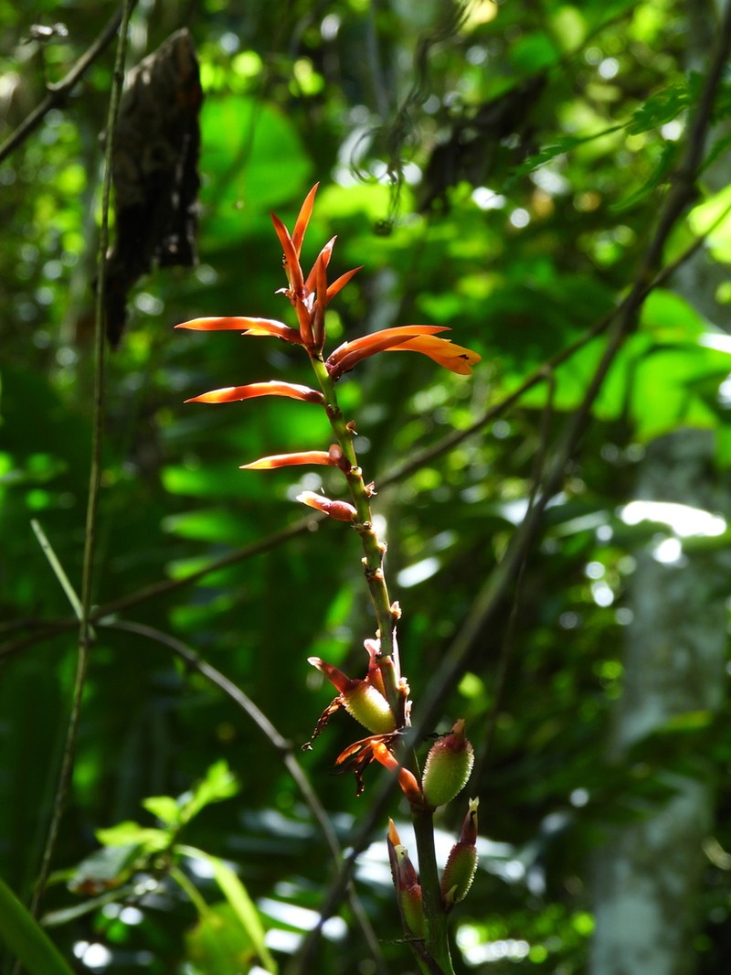 Caribbean Canna photo 4