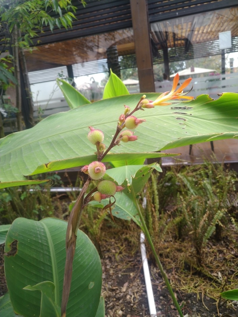 Maraca Montuna photo 2