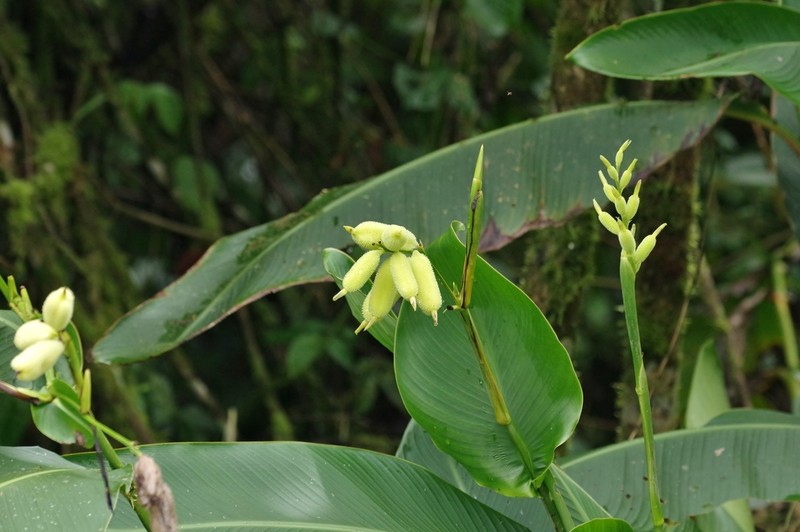 Maraca Montuna photo 3