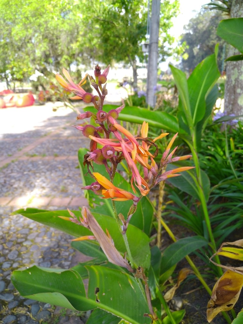 Maraca Montuna photo 5