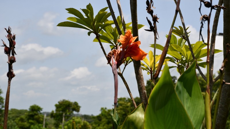 Maraca Montuna photo 6