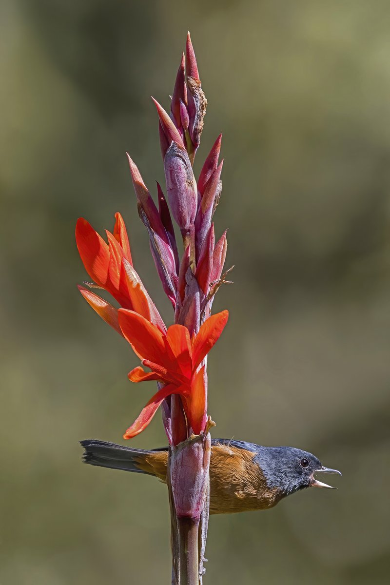 Canna lambertii photo 2