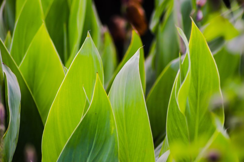 Canna lutea photo 4