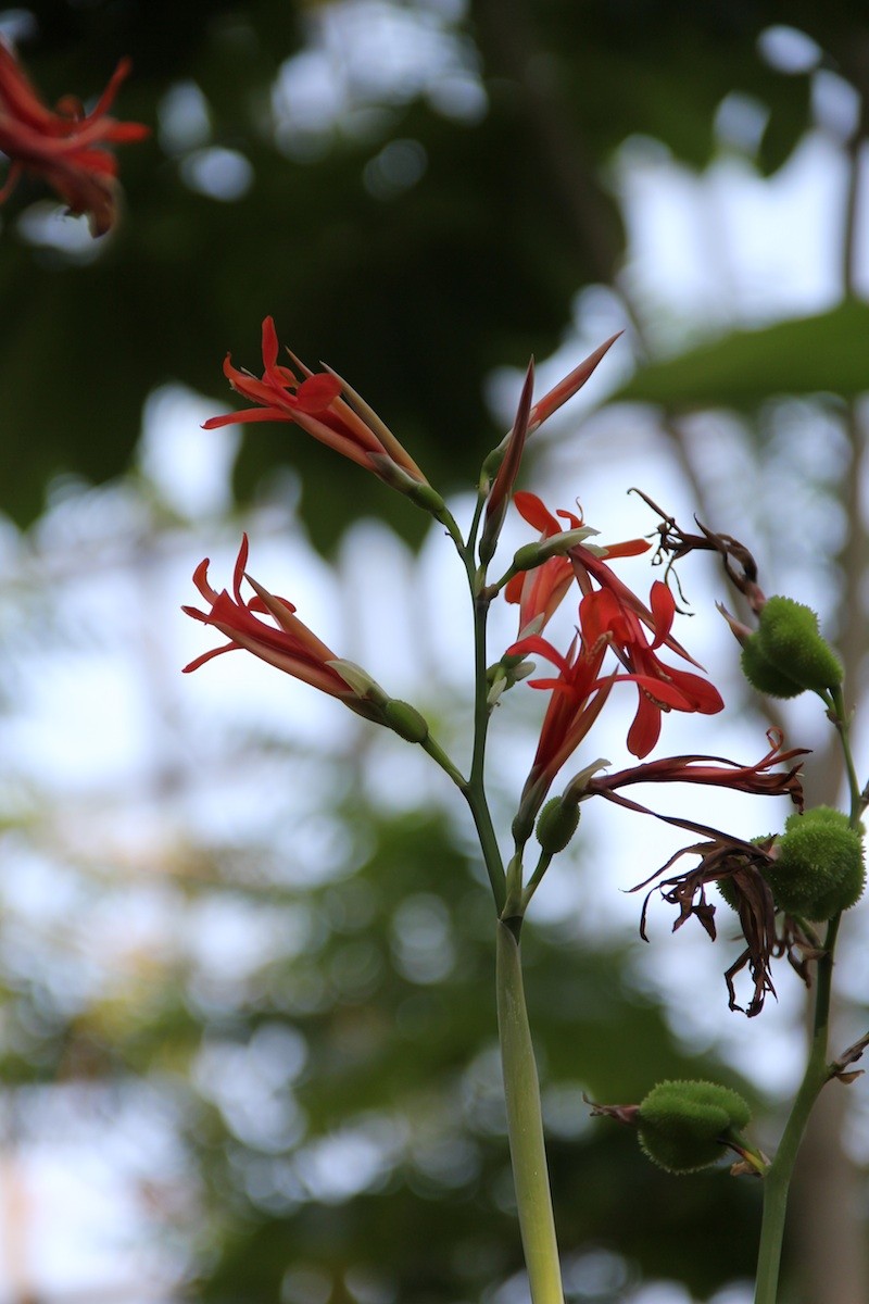 Maraca Roja photo 2