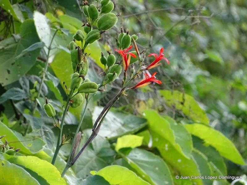 Maraca Roja photo 5