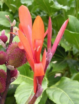 Canna Lily photo 2