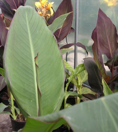Canna Lily photo 3