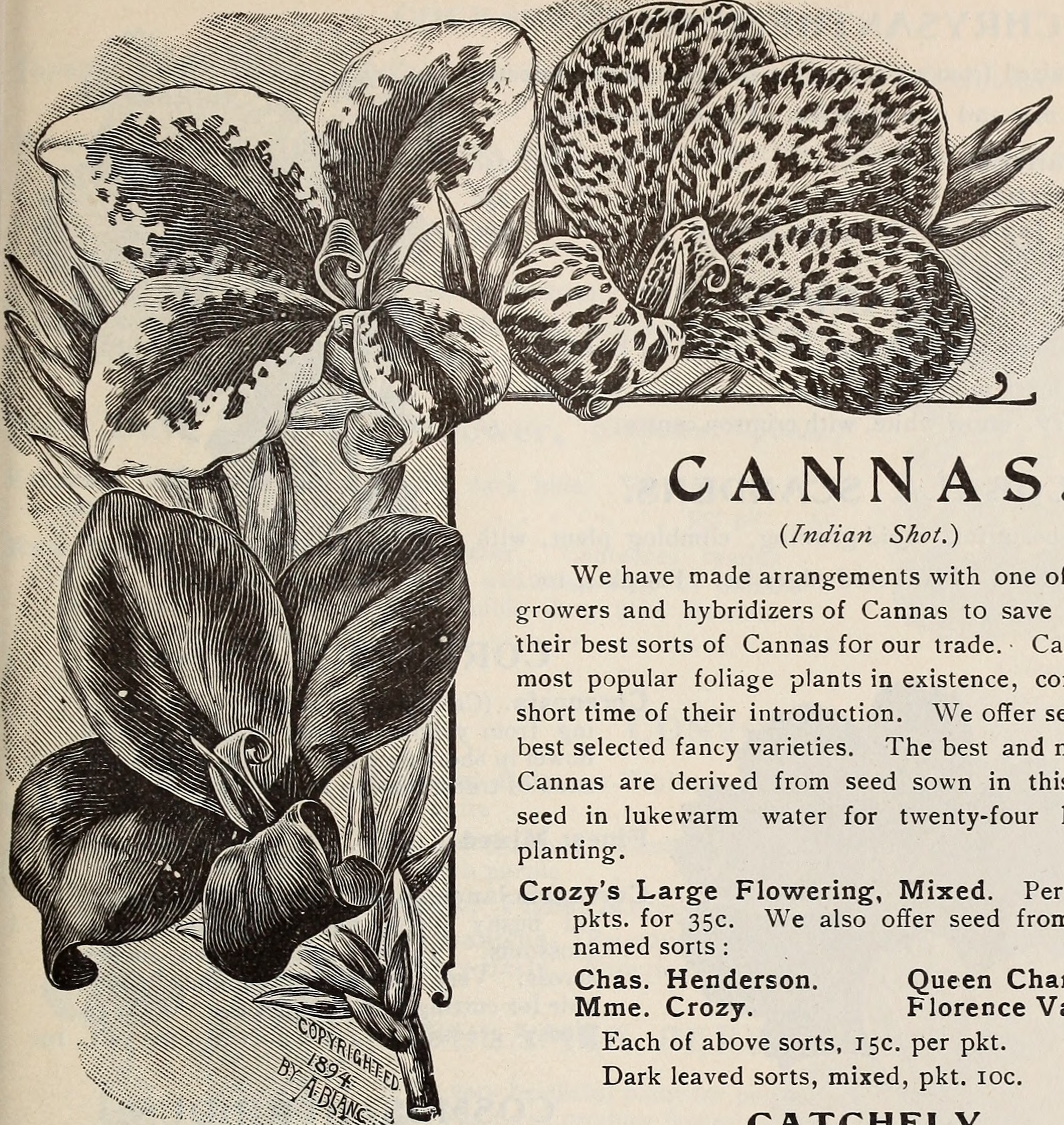 Canna Lily photo 4